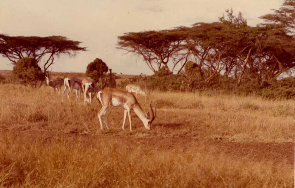 Photograph from 1973 of the plains of Africa, in which a group of brown and white gazelles are grazing in the grass.
