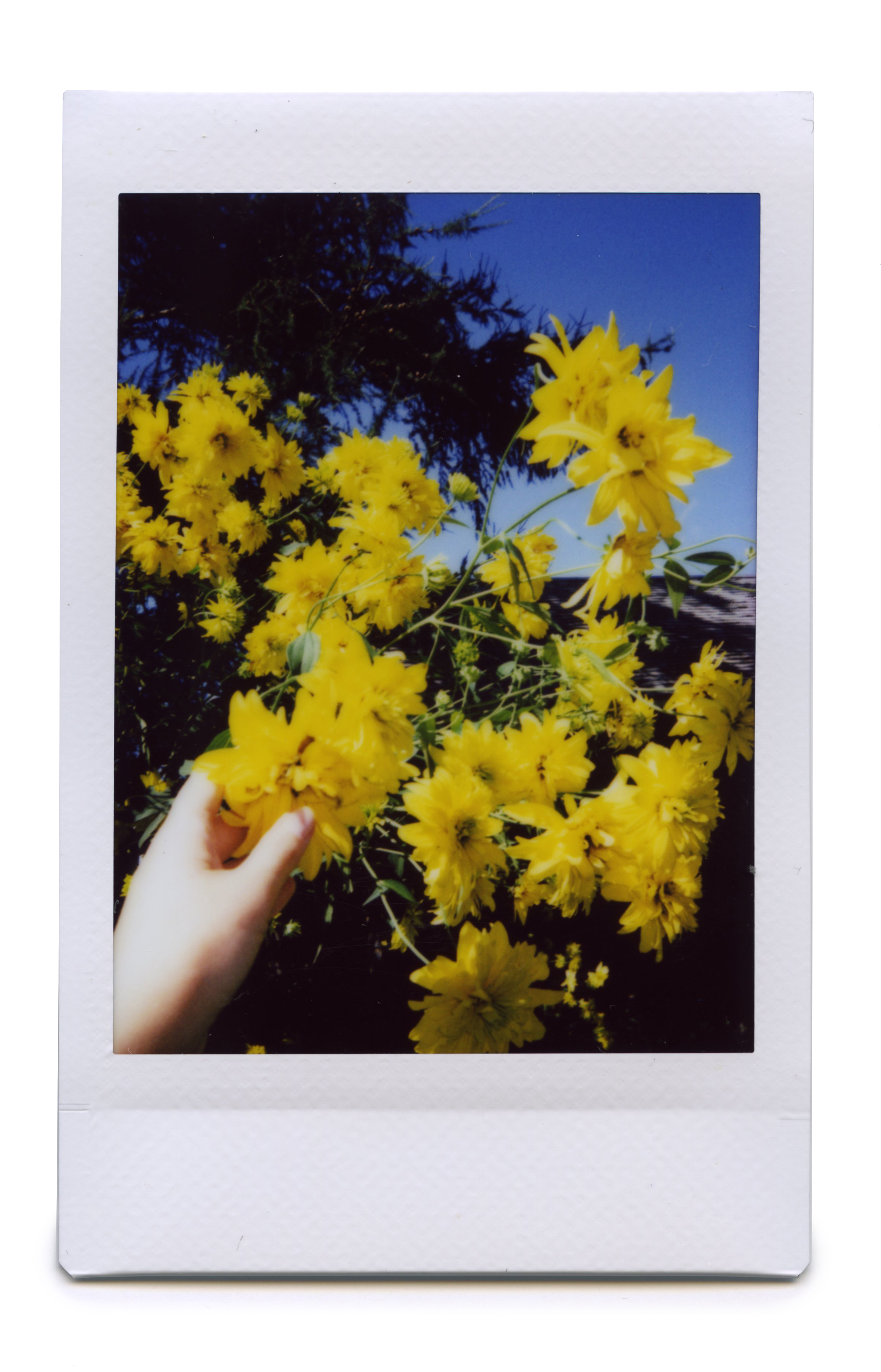 Kat_Avatar_edited Mini polaroid of a hand touching yellow flowers against a blue sky.